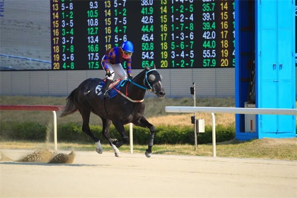 2022“中国马会杯”在韩国釜山赛马场举办 大陆马 (2).jpg