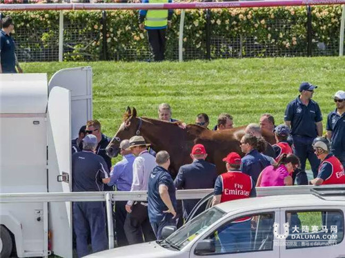 英国赛马“红色礼物”伤重不治被实施安乐死 五度参加墨尔本杯 大陆赛马网 (7).jpg
