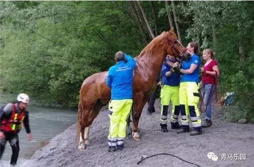 骑手让马儿在河边喝水,结果掉进河里了……可,骑手还在马背上!5.jpg