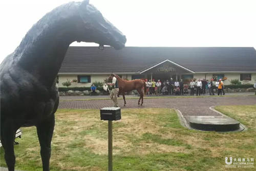 莱德马业新西兰马匹采购团即将启程3.jpg