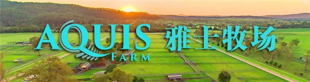 Aquis Farm雅士牧场“拳王”再次KO胜出!和CHC、蒙骏澳洲三级赛同场打擂 大陆赛马网 (4).jpg