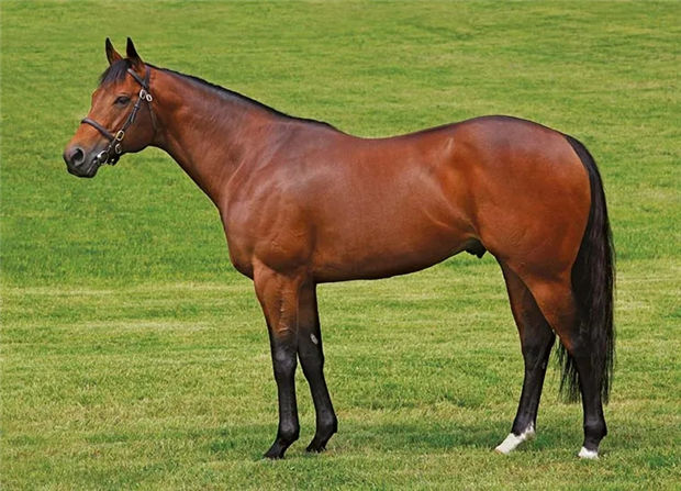 中国骑师覃勇澳洲勇夺第48冠:全场负磅最重依旧斩获冠军! 大陆赛马网 (1).jpg