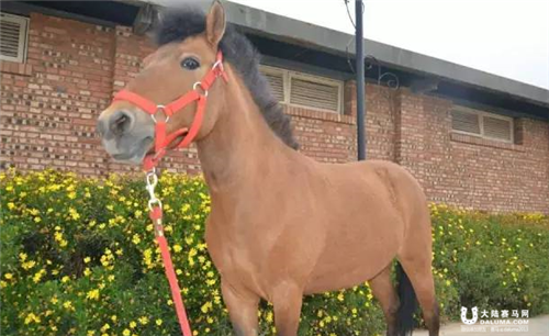 嘉丽泽马术11月29日 小马趣味赛4.png