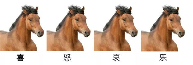 马的大鼻子可不是白长的哦!嗅觉相当灵敏,还自带辨毒本领! 青马网大陆马 (1).jpg