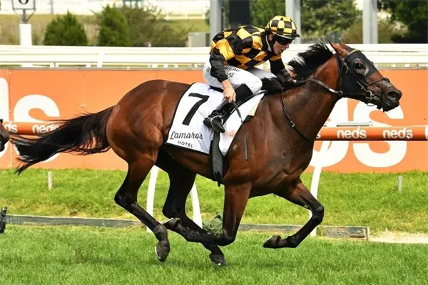 新西兰马王、五岁雌马“投机法宝”因伤突然退役 大陆马.jpg