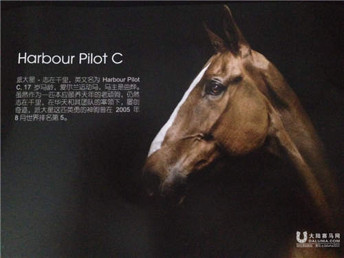 骑手华天携三匹里约奥运马在枫丹白露宫打响2016年第一仗 (3).jpg