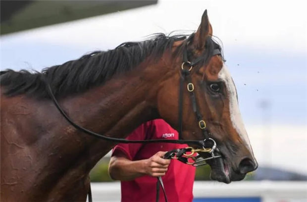 华宇马业三岁雌马“天马行空”力压纯血马巨头库摩牧场赛驹澳洲夺冠 大陆赛马网 (2).jpg