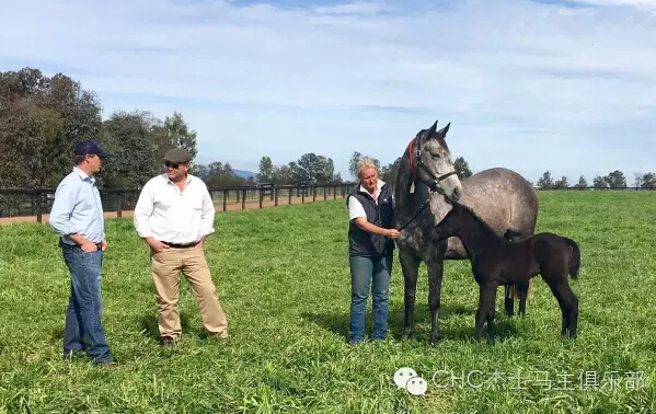 优质第一代子嗣促进“异见客”的种公马投资身价暴增2.jpg