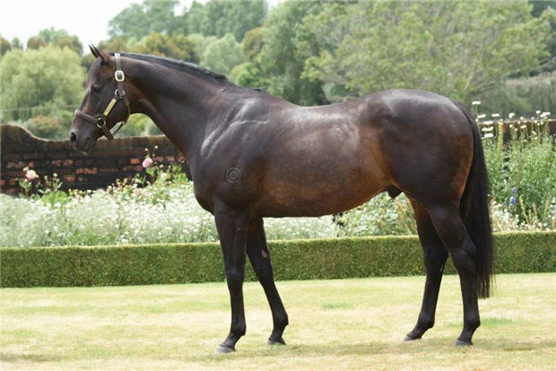 策骑7岁雌马一鼻险胜头号热门赛驹!中国骑师覃勇澳洲斩获第47冠 大陆赛马网 (1).jpg