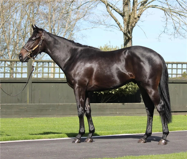 顶级种公马列阵2021新西兰纯血马快跳拍卖会-大陆赛马网 (1).jpg