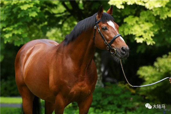 “伽利略”-大陆赛马网.jpg