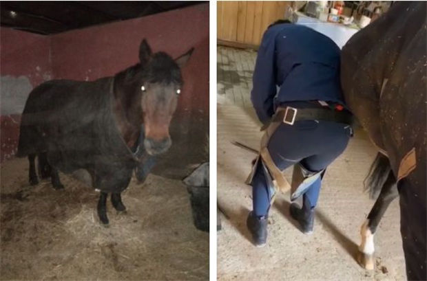 CKUR中联骑士联盟马术教练张雷鸣分享:疫情下留守马场至今的教练们,说好的交接班呢? 青马网大陆马 (1).jpg