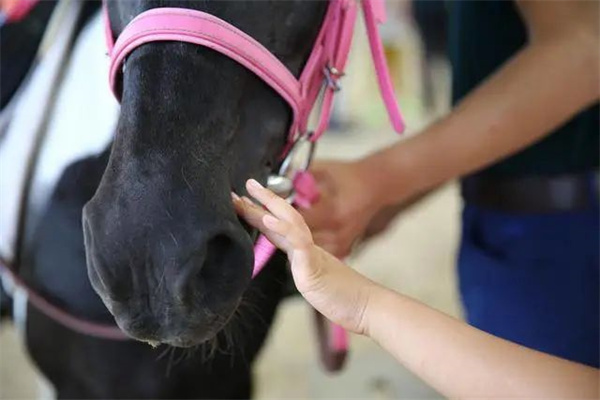 4.2世界自闭症关注日 马术治疗改善自闭症儿童,照亮马背上的星空 大陆马 (2).jpg