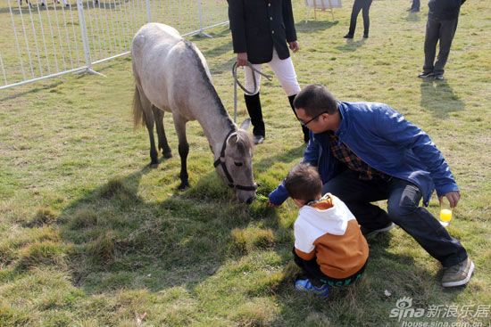 业主给德国短腿马喂食