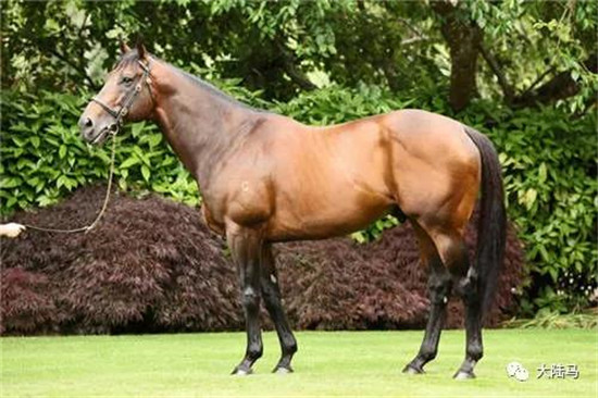 “灯塔岛”(Fastnet Rock)-大陆赛马网.jpg