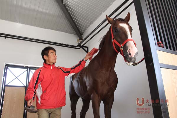 内蒙古李帅和他的赛马天富赛鹰 2大陆赛马网.jpg