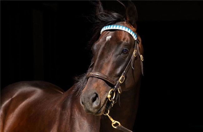 牛福东旗下赛驹“骐骥钻石”新加坡夺首冠!6战1冠2亚2季 大陆赛马网2.jpg