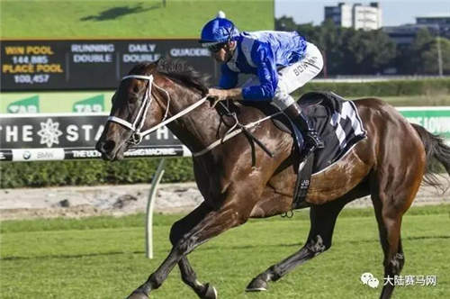 全球马儿的梦中情人:澳洲马王“云丝仙子”迎来14连胜1.jpg