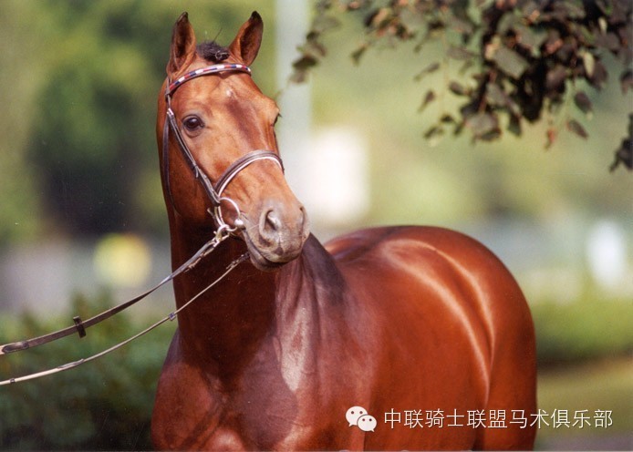 【马术课堂】中联骑士联盟教你认识霍士丹马 大陆赛马网2.jpg