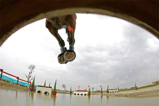 印度亚运会马术冠军患新冠去世 拥有1金1银2铜 大陆马 (3).jpg