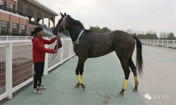张明亮、陆金贵包揽2岁马赛事双冠!“骐骥东兴”、“飞霞踏雪”B组夺冠 大陆马 (2).jpg