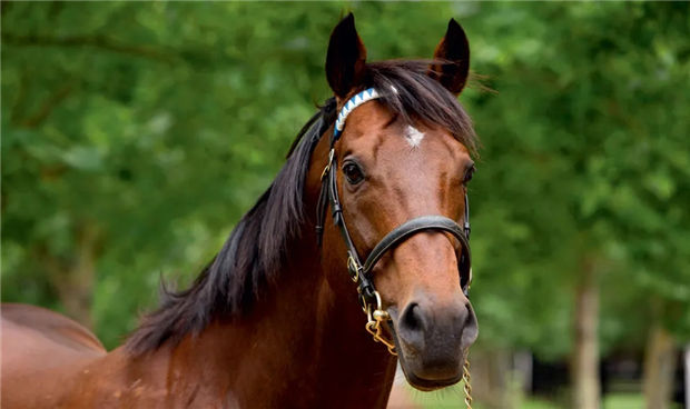 酋长的赛马生意经:旗下澳洲种马同时配种一次,秒赚270万 大陆赛马网 (3).jpg