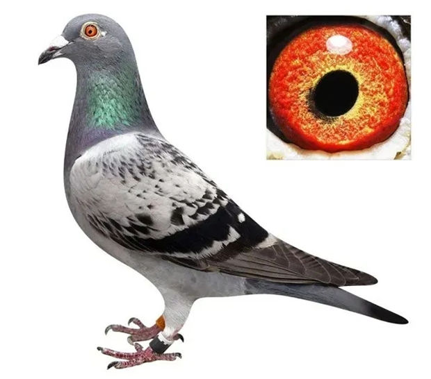 “天上飞的、地上跑的”冠军都被他拿了!马主高建鸥赛鸽又拿总冠军 大陆赛马网 (5).jpg