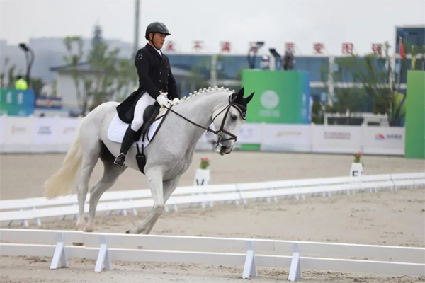 北京威斯恩国际马术设备有限公司:中国马术设备领军企业! 大陆马 (31).jpg