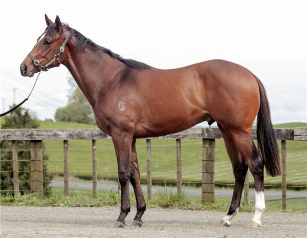 顶级种公马列阵2021新西兰纯血马快跳拍卖会-大陆赛马网 (4).jpg