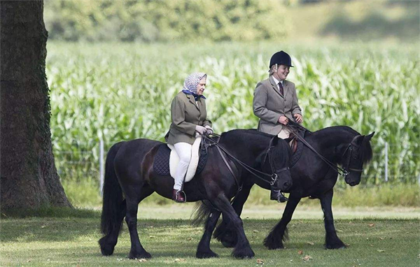 96岁英国女王,爱牠爱了92年! 大陆马 (7).png