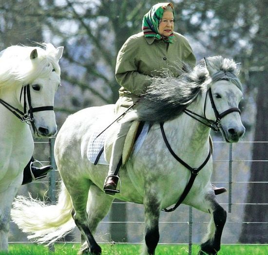 资深马迷伊丽莎白女王