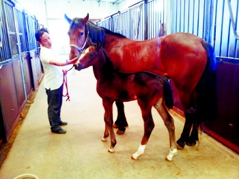 青岛蒙古母马“代孕”生出汗血宝马 小马身价20万 大陆赛马网