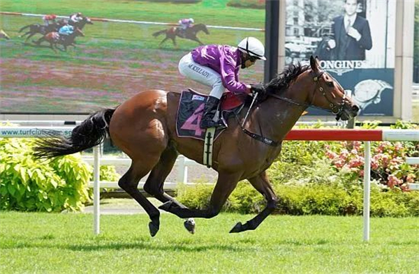 英勇头马“胜海”重回最佳状态:目标新加坡德比 大陆马.jpg