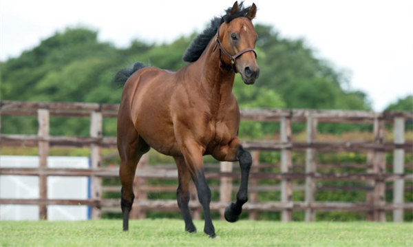 “迪拜威”收获第228匹锦标赛冠军子嗣 欧洲子嗣奖金收入排行榜位列第一 大陆马.png