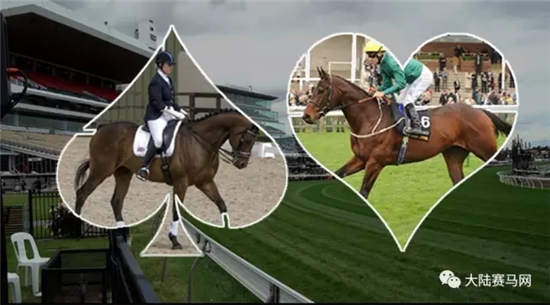 跨界王:速度赛马之王“迪拜威”子嗣因马术盛装舞步闻名!.webp (4).jpg