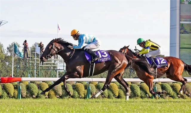 日本三冠马后“谋勇兼备”有望在富卫保险女皇杯迎战“金枪六十” 大陆赛马网 赛马网 赛马 (1).jpg
