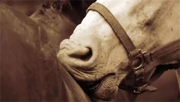 马的大鼻子可不是白长的哦!嗅觉相当灵敏,还自带辨毒本领! 青马网大陆马 (2).jpg