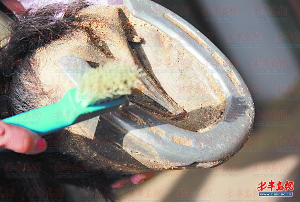 探访白鹭湾马术俱乐部:马匹每天做“美甲” 大陆赛马网