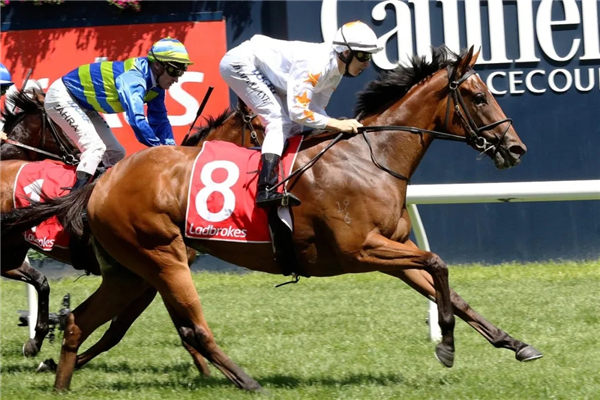 4岁短途明星雌马“宠爱嘉比”因伤退役:本有望争夺澳洲马王 大陆赛马网.jpg