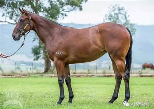 育马战略开花结果:CHC三匹自主繁育周岁马澳大利亚售出360万4.jpg
