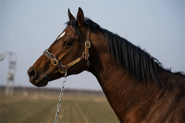 “一鸣越影”:国内多个赛场的冠军王者,夺冠途程从1000米到2000米! 大陆马 (1).jpg