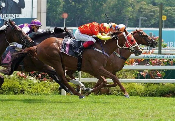 鼻尖险胜!CHC杰士马主俱乐部“出版贵商”时隔两年新加坡再夺冠 大陆马.jpg