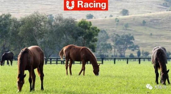 澳大利亚广播公司:中国在澳洲纯血马产业里是一个“沉睡的巨人”1.jpg