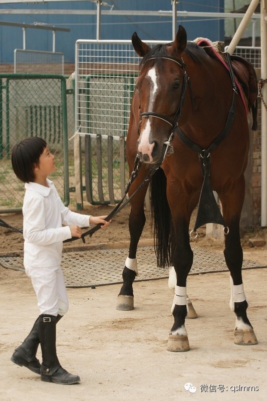 中联骑士联盟《我与马儿亲密接触》摄影大赛第四期投票 大陆赛马网2.jpeg