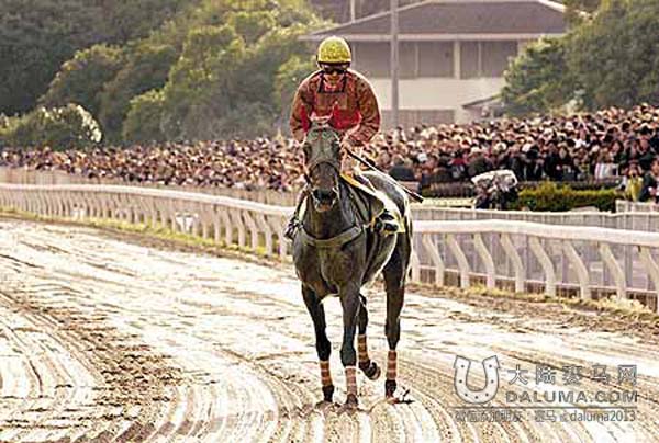 一匹连输113场的赛马 却让全日本为之疯狂 大陆赛马网1.jpg