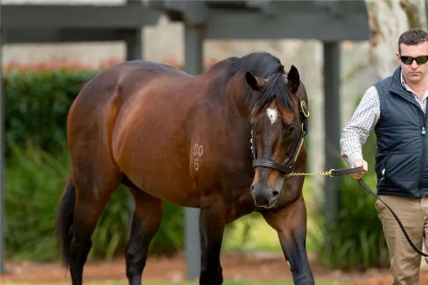 令澳洲瞩目!玉龙马业5000万购入15匹顶尖母马,冠绝神奇百万拍卖会 大陆赛马网 (2).jpg