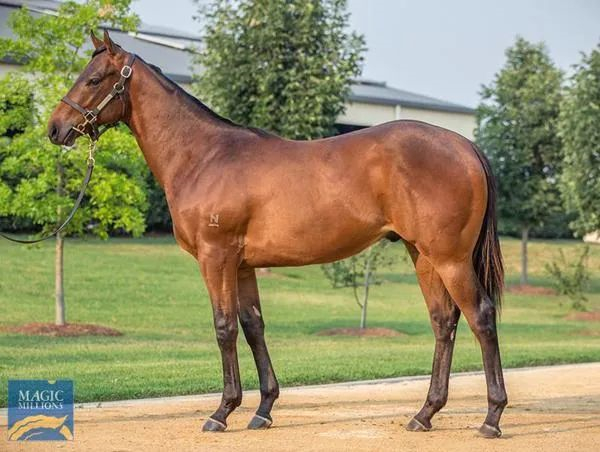 玉龙马业再度涌现明星赛驹:三级赛两连胜,一个月后冲击一级赛! 大陆马 (2).jpg