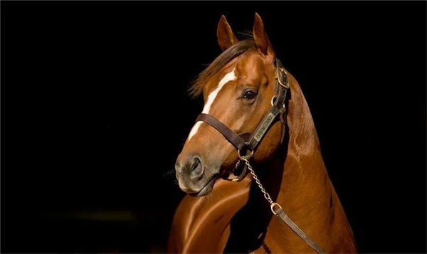 澳洲顶级种公马“极选”收获第二匹一级赛冠军子嗣 大陆马.png