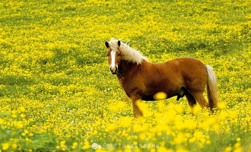 去夏天极昼的冰岛骑马 是一种什么样的体验?1.jpg