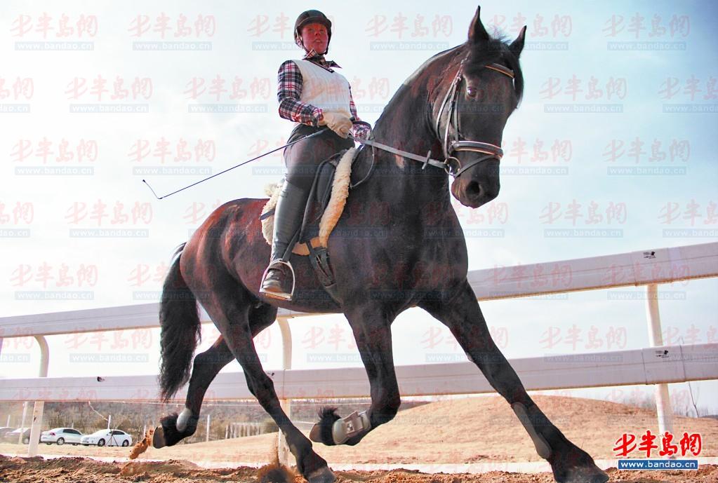 探访白鹭湾马术俱乐部:马匹每天做“美甲” 大陆赛马网